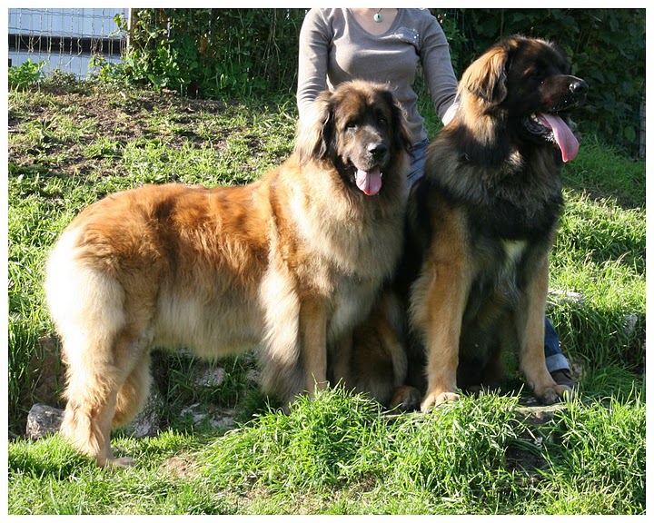 Ermione et Hakkinen