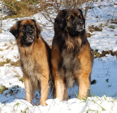 T&eacute;nor 7 ans et Balthus 4 ans